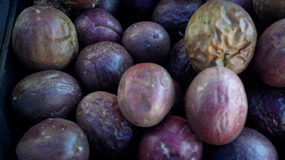MHR 373 purple fruit