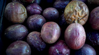 MHR 373 purple fruit