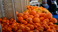 MHR 373 Row of oranges