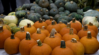 MHR 504 pumpkins